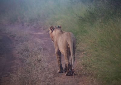 Horse standing on field