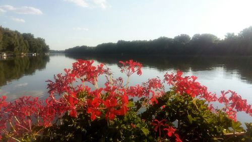Red flowers blooming by lake against sky