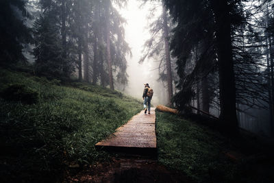 Rear view of person walking on footpath in forest