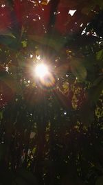 Low angle view of trees against sunlight