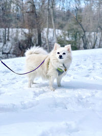 White fluffy dog on a leash in the snow