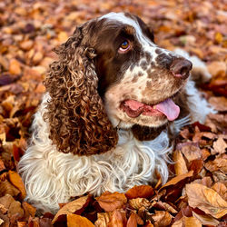 Close-up of dog on dry leaves during autumn