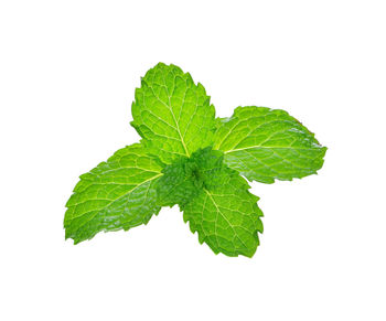 Close-up of green leaves against white background