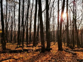 Sunlight streaming through trees in forest