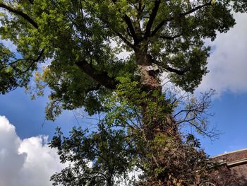 Low angle view of trees against sky