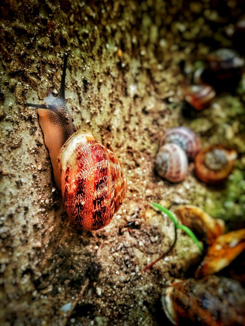 animal themes, close-up, beach, animals in the wild, wildlife, one animal, food and drink, selective focus, animal shell, red, sea life, stone - object, rock - object, nature, high angle view, day, sand, outdoors, water, no people