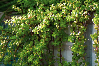 Close-up of grapes growing on plant