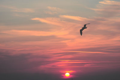 Low angle view of silhouette bird flying in sky