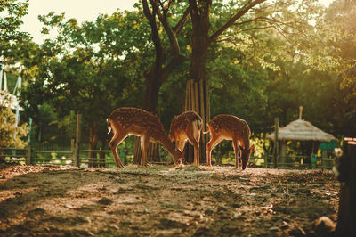 Axis deer on field at zoo