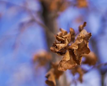 Close-up of wilted plant