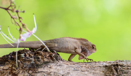 Close-up of a lizard on tree