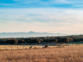 View of sheep on field against sky