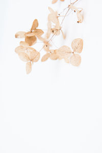 Close up of white background