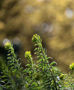 Close-up of plant growing on field