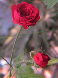 Close-up of red flower blooming outdoors