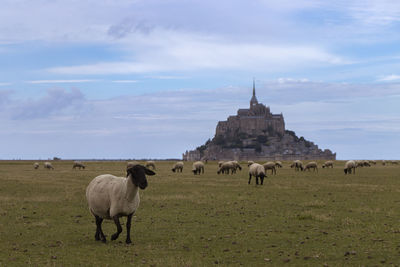 Sheep in salt marshes in front of the famous mont-saint-michel, france