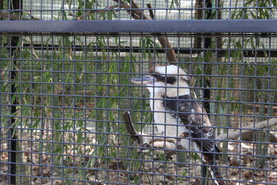 View of trees in cage