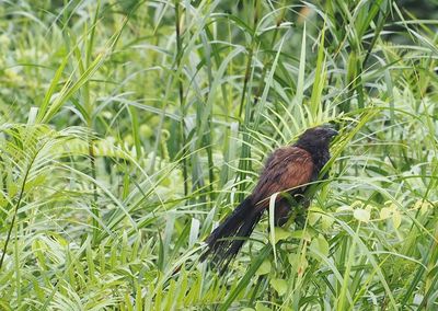 Close-up of bird perching on grass