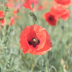 Close-up of honey bee on red poppy