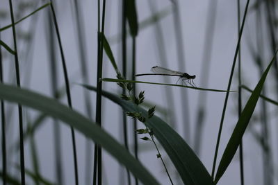Close-up of dragonfly in blade of grass