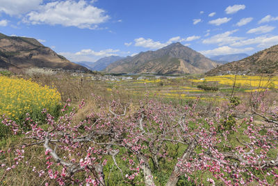 Scenic view of flower field against sky