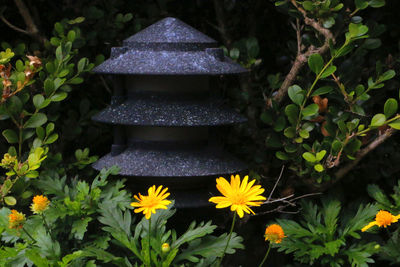 Close-up of yellow flowers