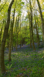 View of trees in forest