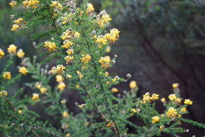 Close-up of yellow flowering plant