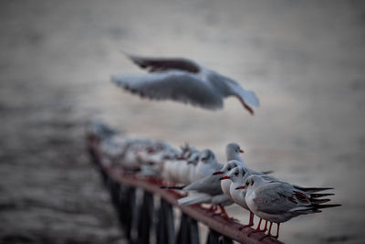 Seagulls flying over sea