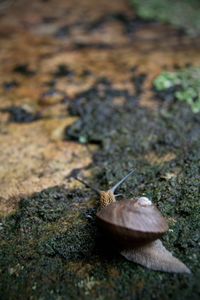 Close-up of turtle