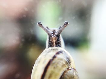 Extreme close up of insect