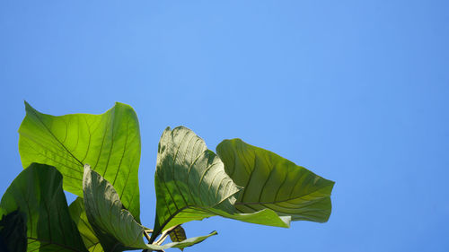 Low angle view of green leaves against clear blue sky