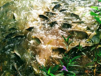 High angle view of fish swimming in sea