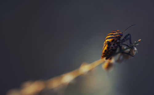 Close-up of insect