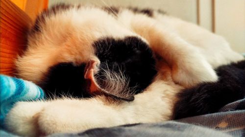 Close-up of cat sleeping