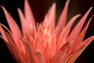 Extreme close up of purple flower