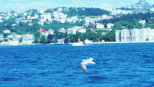 Swan and sea against sky