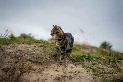 Cat looking away on field