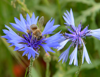 Close-up of bee pollinating on purple flower