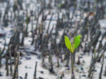 Close-up of plant growing during winter