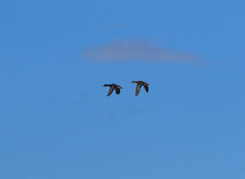 Low angle view of birds flying in sky