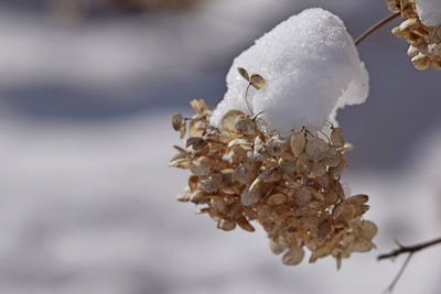 Close-up of frozen plant