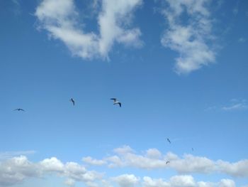 Low angle view of birds flying in sky