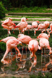 Flock of birds in lake