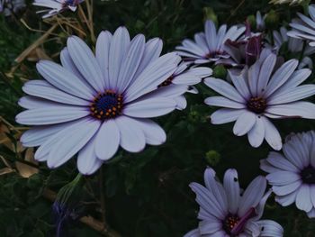 Close-up of flowers blooming outdoors