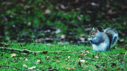 Squirrel on a field