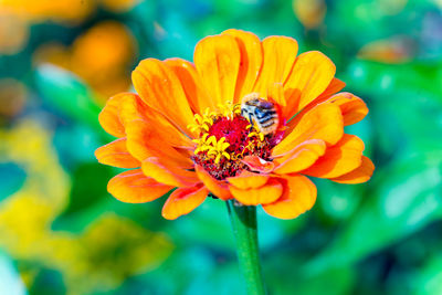 Close-up of bee on yellow flower