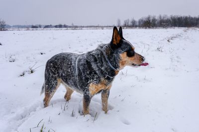 Dog on snow covered land