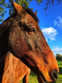 Close up of  horse face against a blue sky