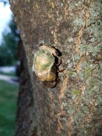 Close-up of lizard on tree trunk